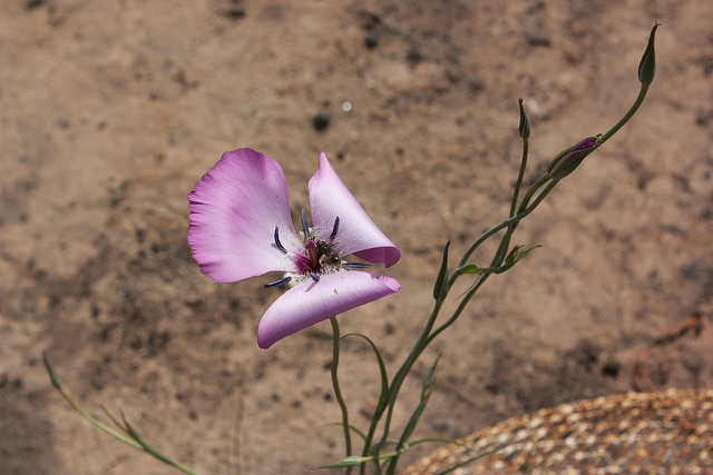 Calochortus invenustus (Calochortus invenustus)