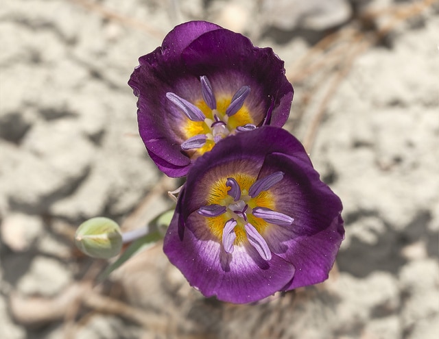 Calochortus invenustus