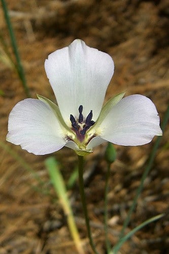 Calochortus invenustus