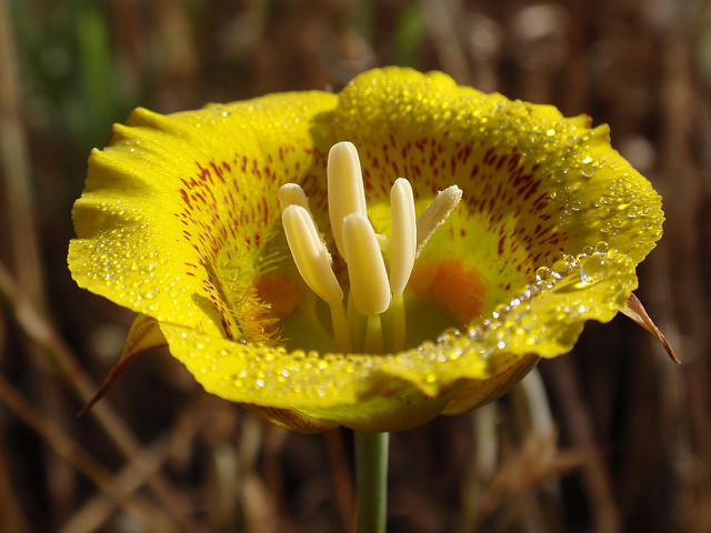 Calochortus luteus