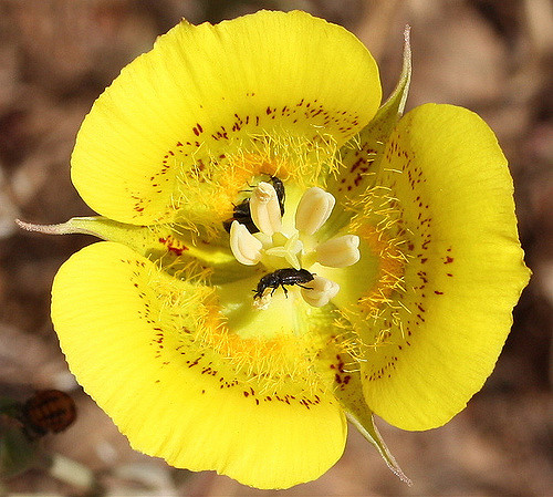 Calochortus luteus