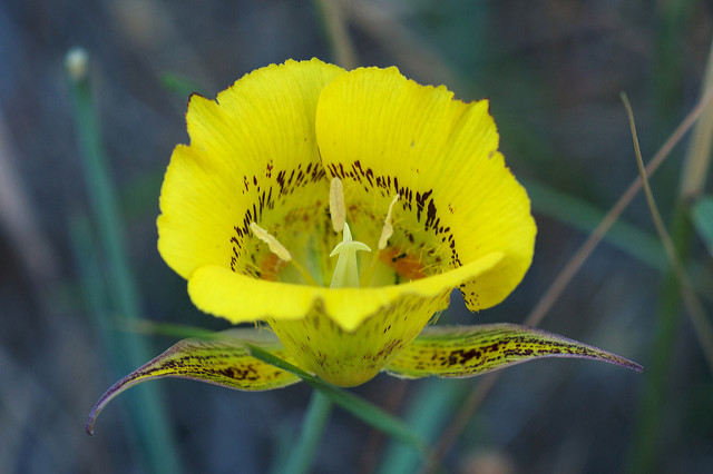 Calochortus luteus