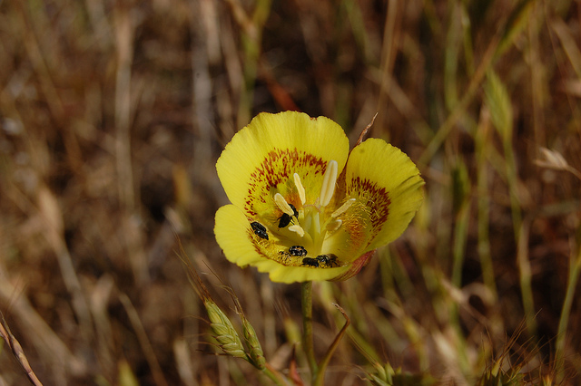 Calochortus luteus