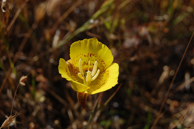 Calochortus luteus
