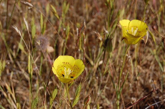 Calochortus luteus (Calochortus luteus)