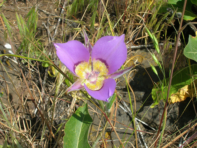 Calochortus macrocarpus