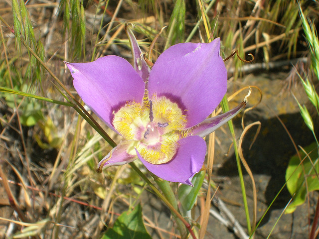 Calochortus macrocarpus