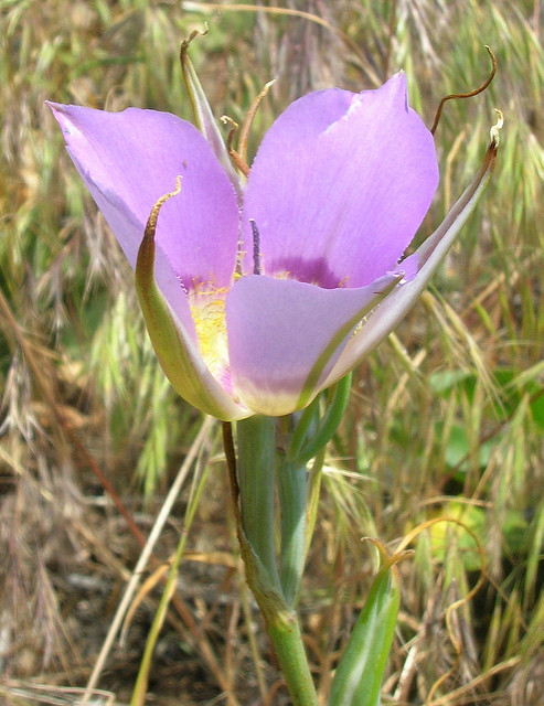 Calochortus macrocarpus
