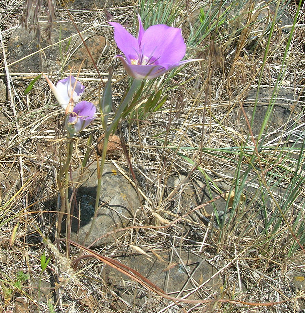 Calochortus macrocarpus
