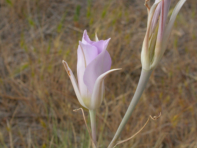 Calochortus macrocarpus