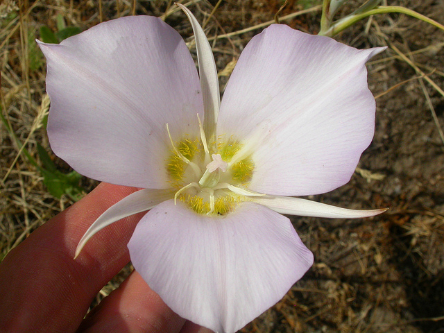 Calochortus macrocarpus (Calochortus macrocarpus)