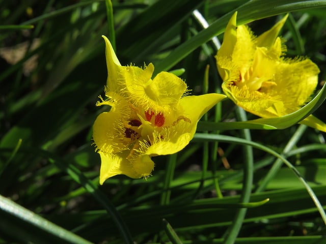 Tulipe étoilée jaune