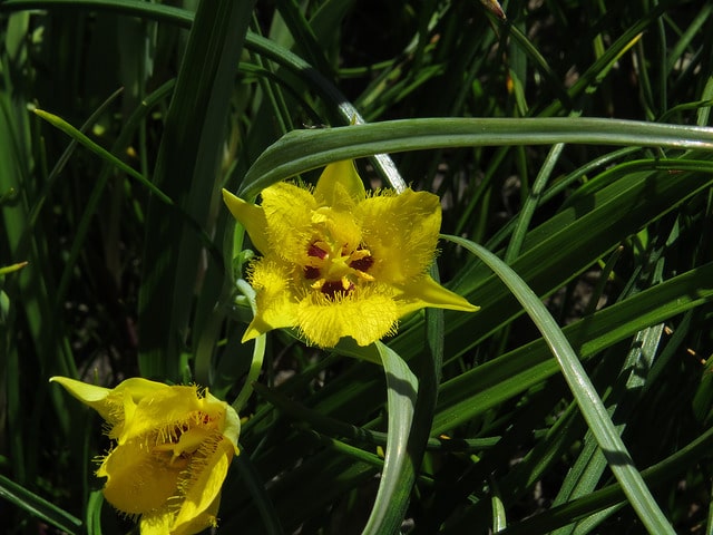 Tulipe étoilée jaune