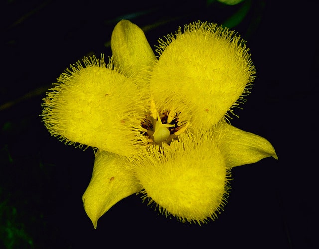 Tulipe étoilée jaune