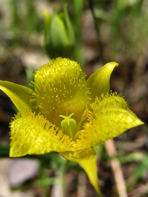 Tulipe étoilée jaune