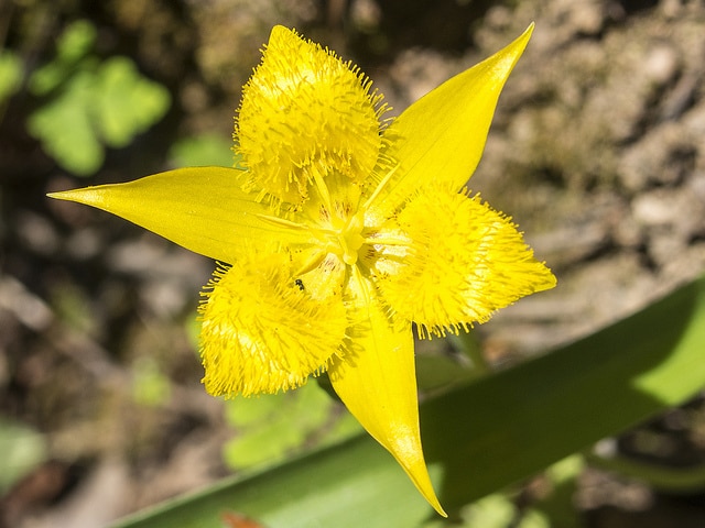 Tulipe étoilée jaune (Calochortus monophyllus)