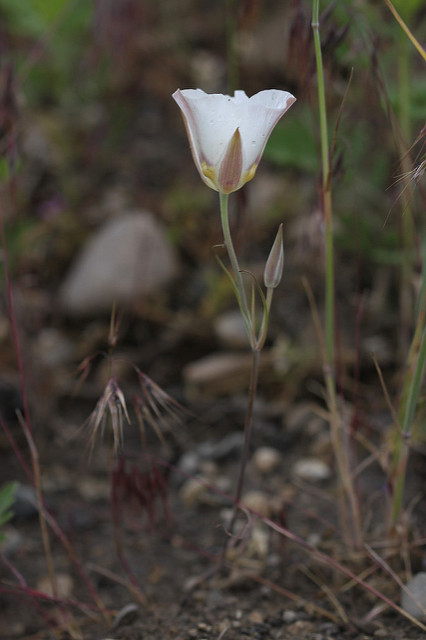 Calochortus nuttallii