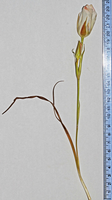 Calochortus nuttallii