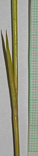 Calochortus nuttallii