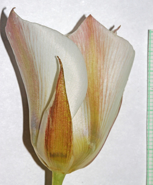 Calochortus nuttallii