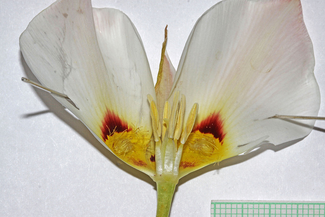 Calochortus nuttallii