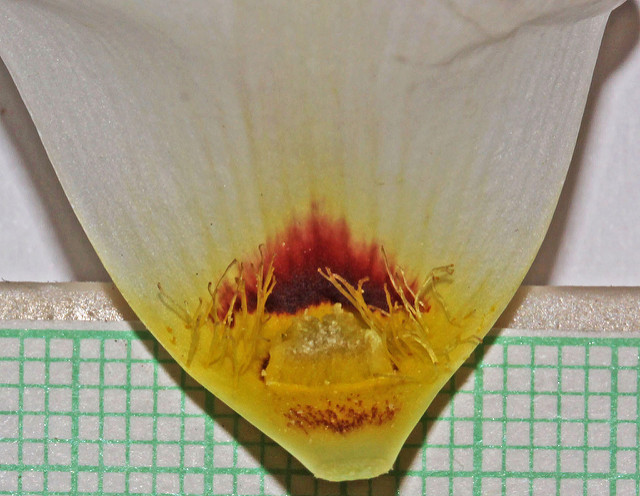 Calochortus nuttallii (Calochortus nuttallii)