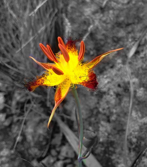 Calochortus obispoensis (Calochortus obispoensis)
