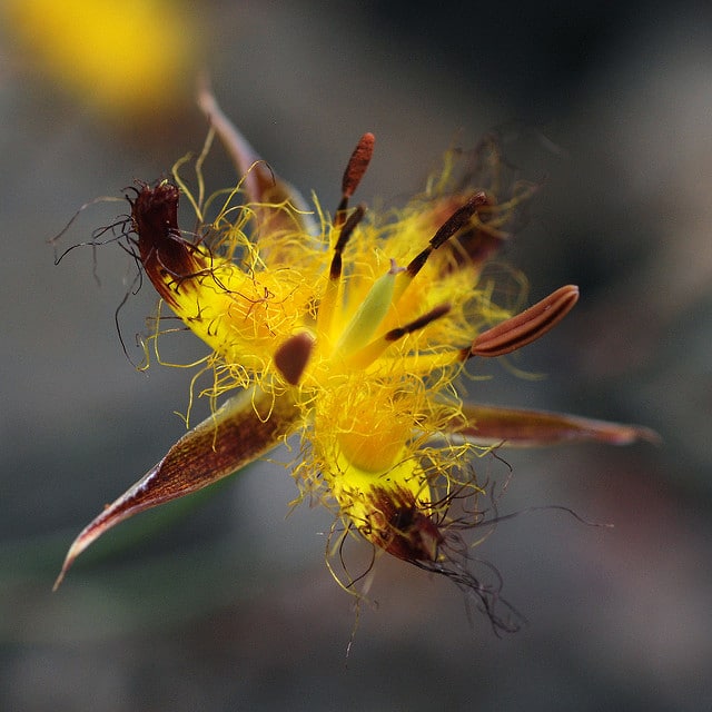 Calochortus obispoensis