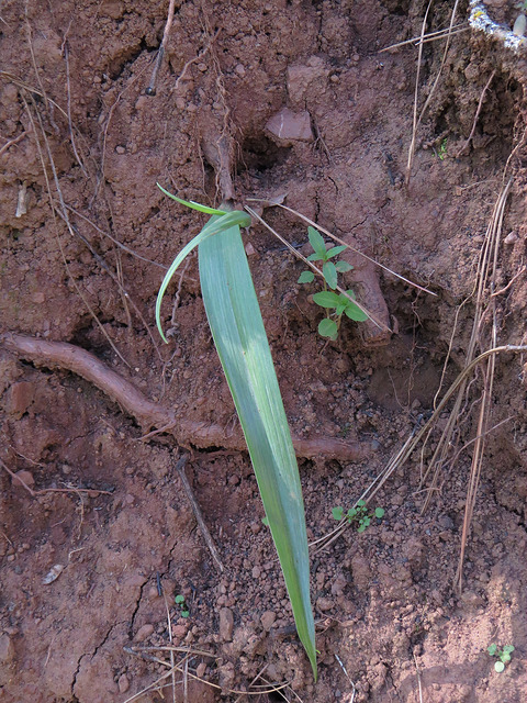 Calochortus pulchellus