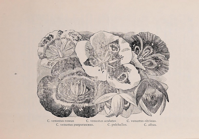 Calochortus pulchellus