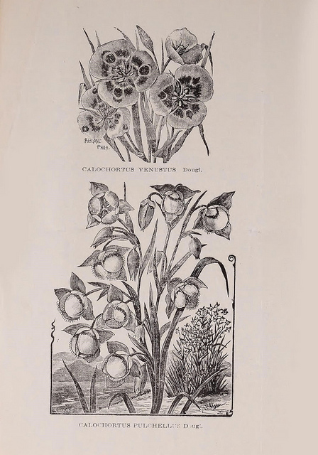 Calochortus pulchellus
