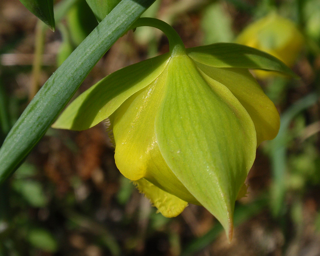 Calochortus pulchellus