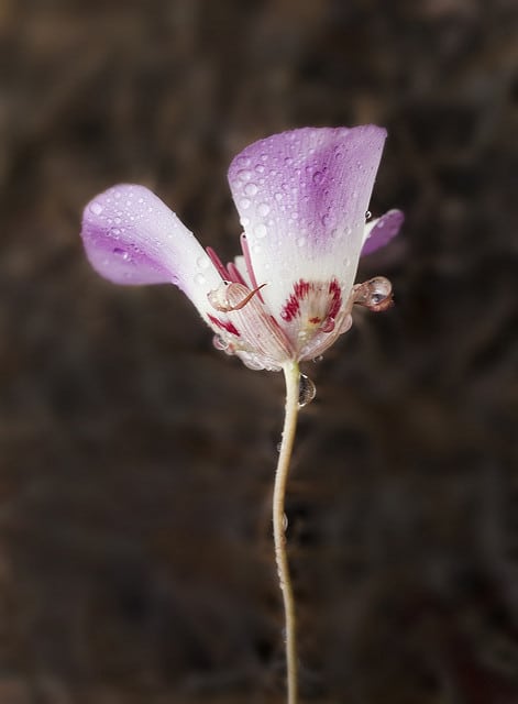 Calochortus simulans (Calochortus simulans)