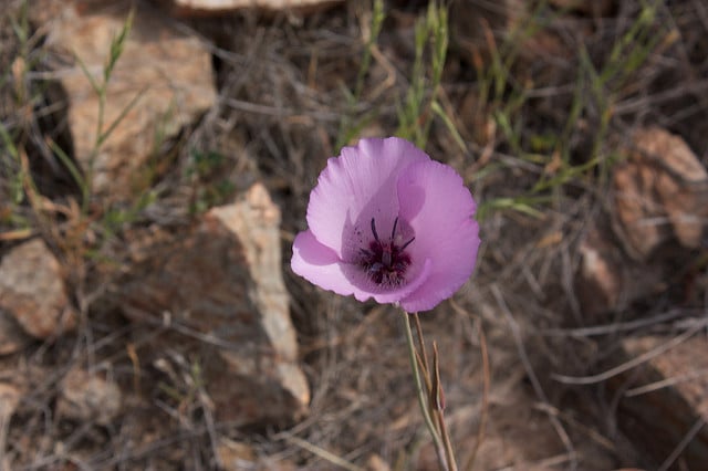 Calochortus splendens