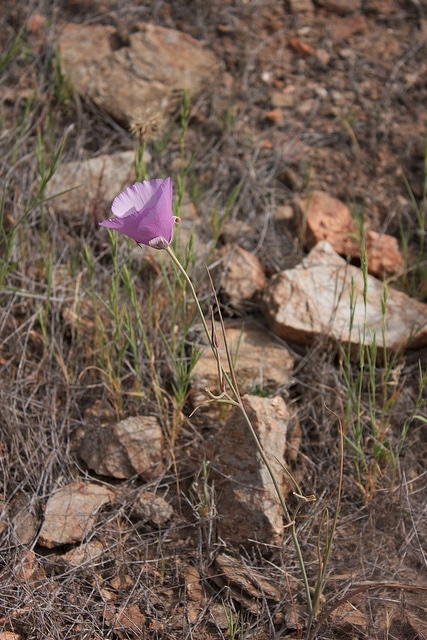 Calochortus splendens