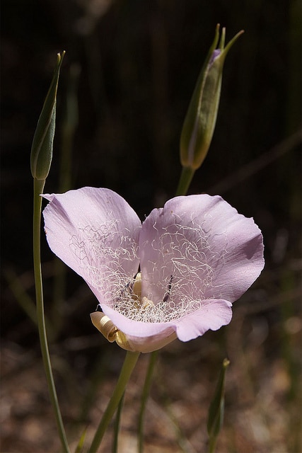Calochortus splendens