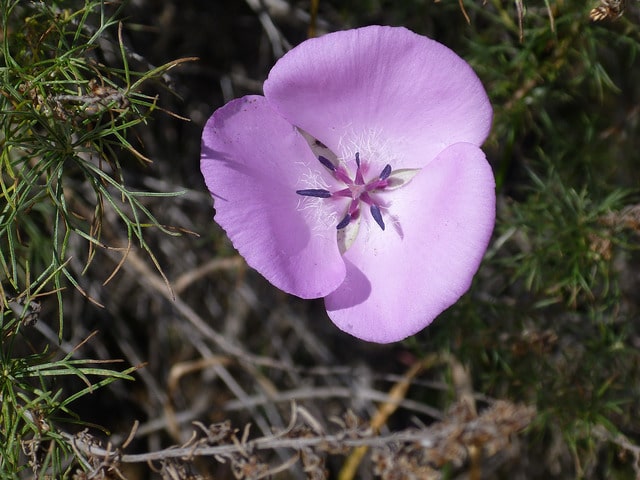 Calochortus splendens