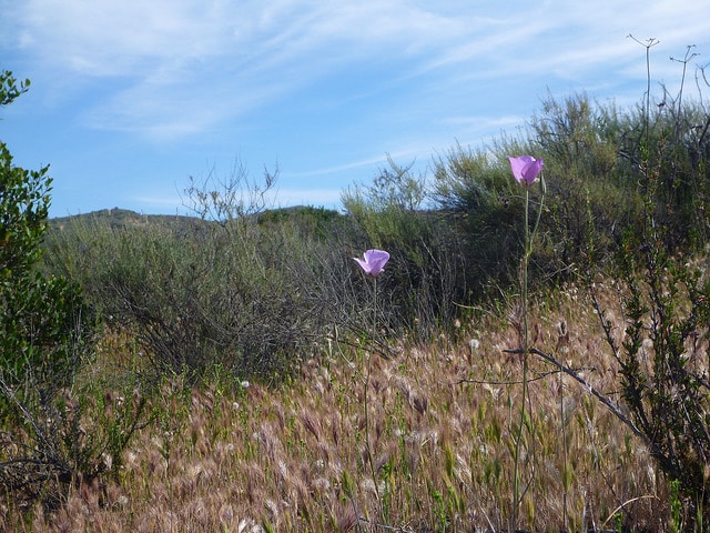 Calochortus splendens