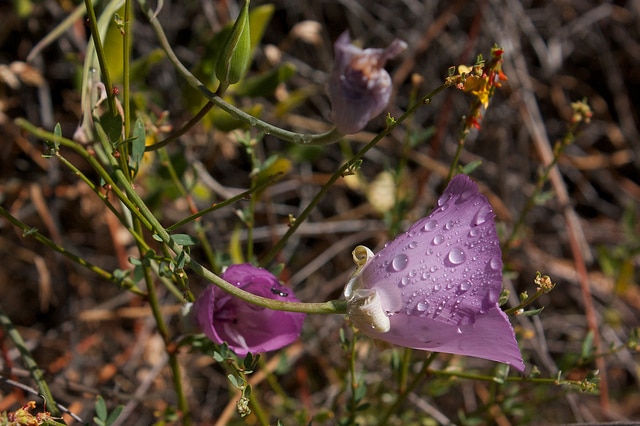 Calochortus splendens (Calochortus splendens)