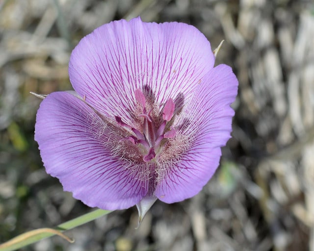 Calochortus striatus (Calochortus striatus)