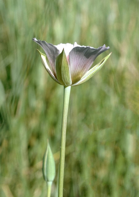 Calochortus striatus