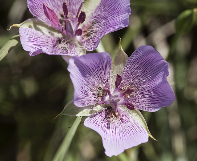 Calochortus striatus