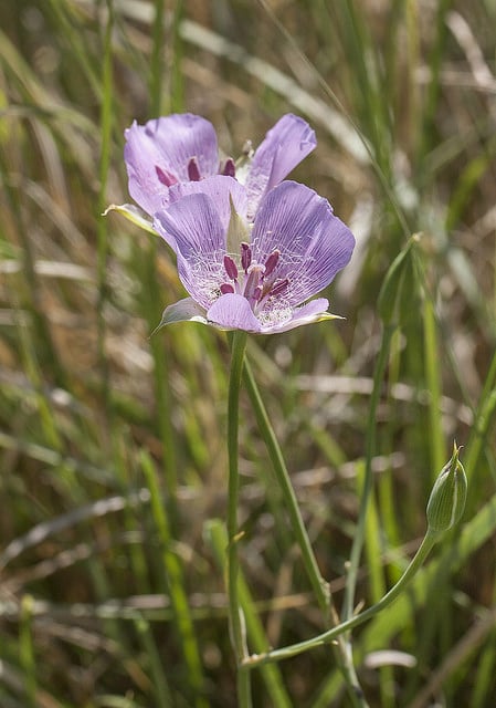 Calochortus striatus