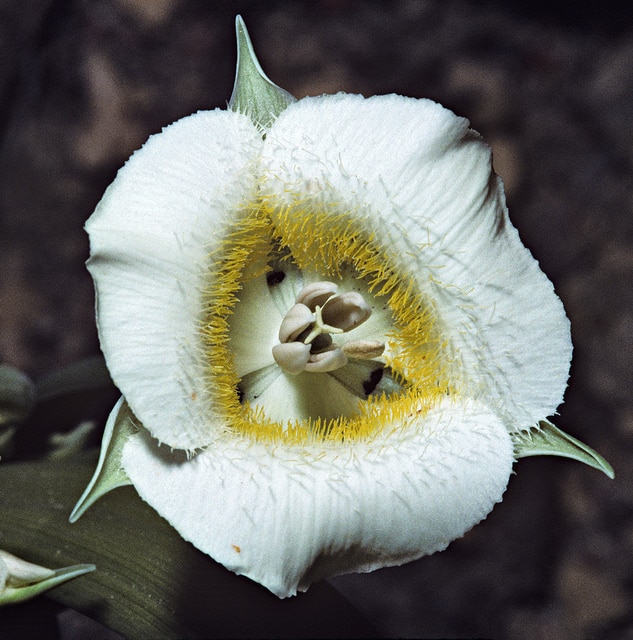 Calochortus subalpinus