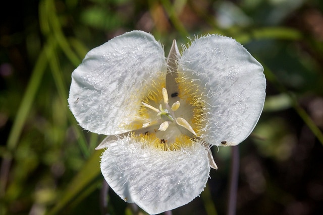 Calochortus subalpinus
