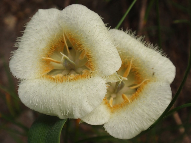 Calochortus subalpinus (Calochortus subalpinus)