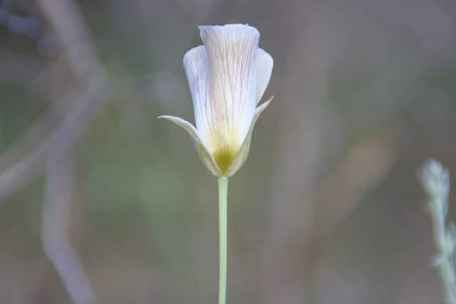 Calochortus superbus