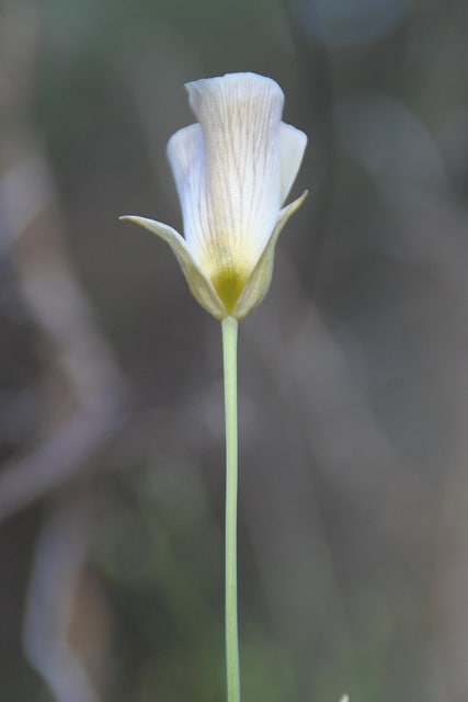 Calochortus superbus