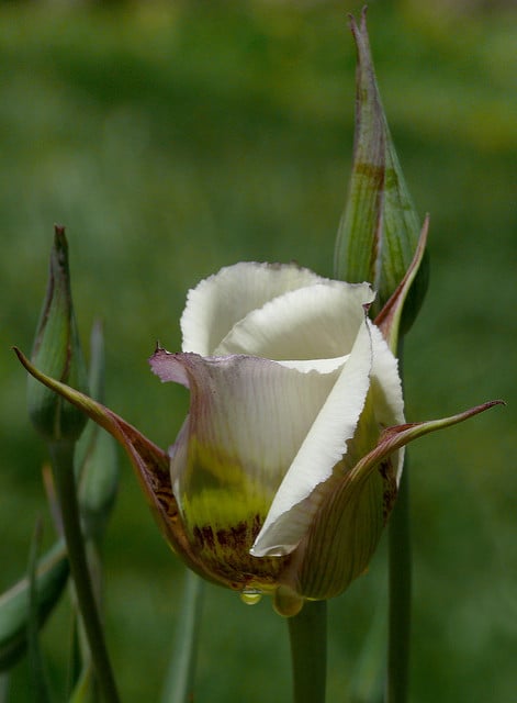 Calochortus superbus
