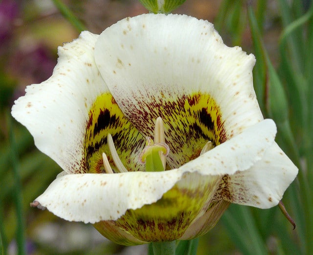 Calochortus superbus